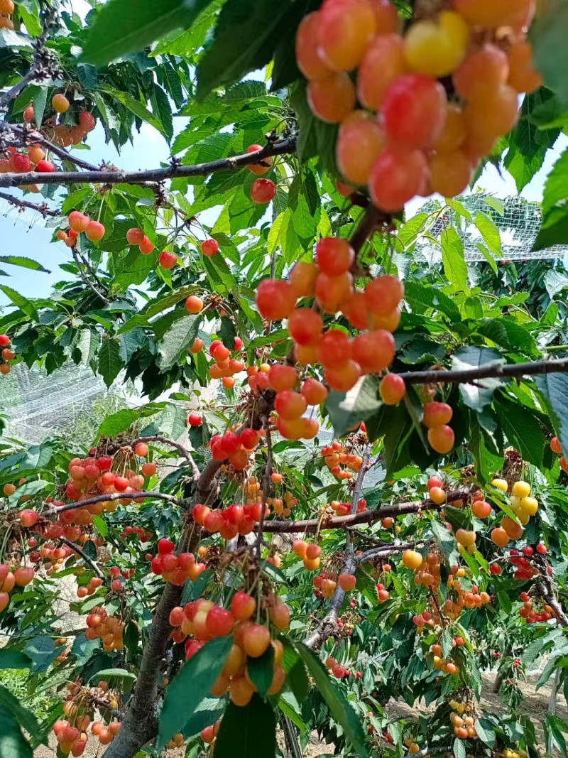 山东布鲁克斯樱桃萨米脱樱桃黄蜜樱桃，量大从优欢迎选购
