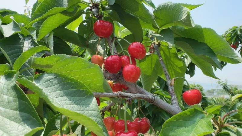 山东布鲁克斯樱桃萨米脱樱桃黄蜜樱桃，量大从优欢迎选购