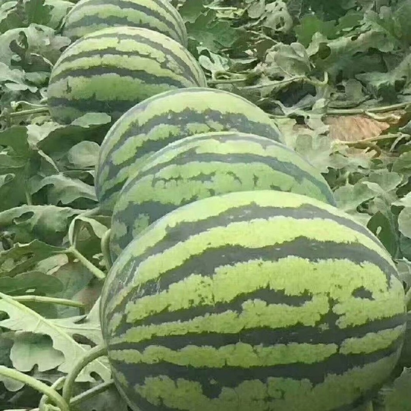 宁夏硒砂瓜，（石头瓜）金花，老金诚产地直销