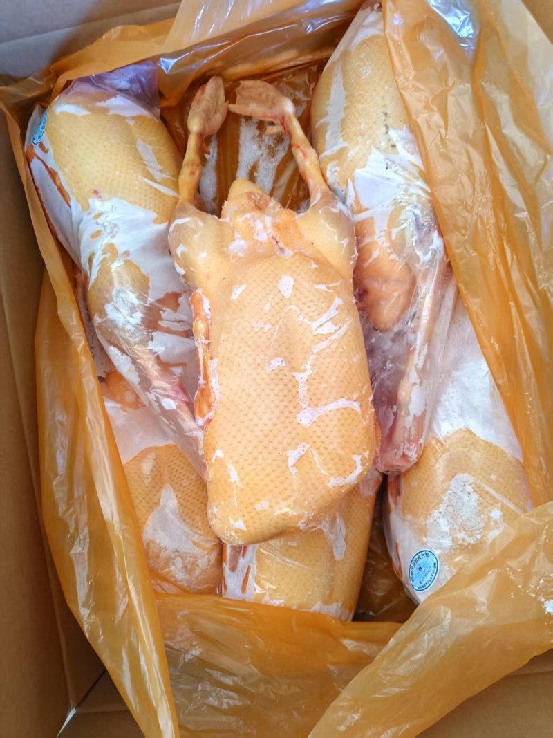 黄皮鸭