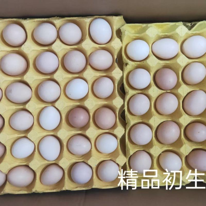 广东本地精品初生蛋（一号土鸡蛋品种）