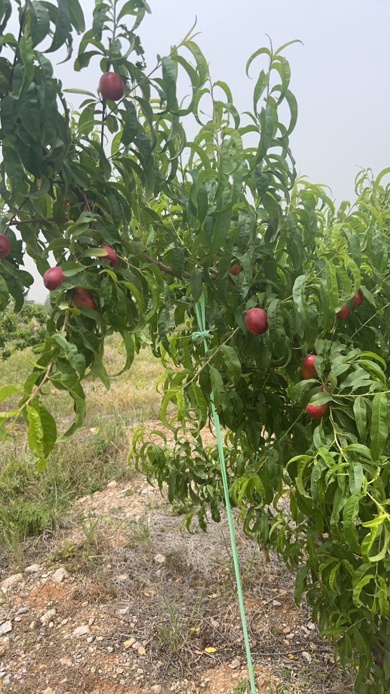 湖北金雷油桃