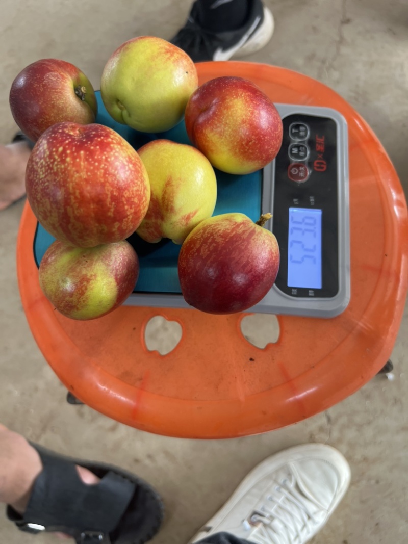 湖北金雷油桃