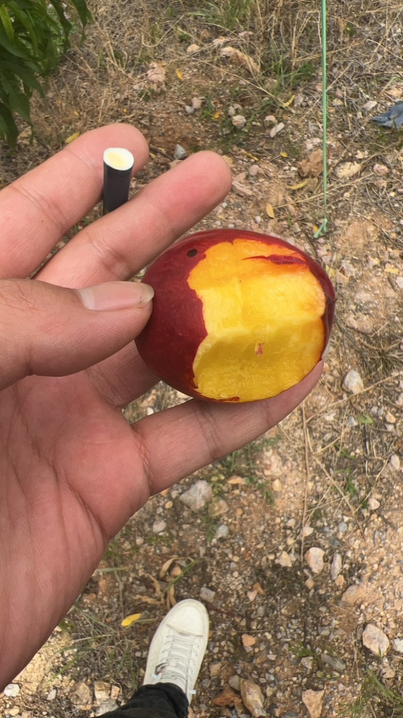 湖北金雷油桃