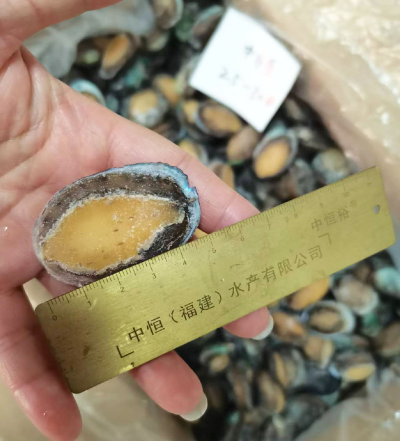 鲍鱼厂家活冻鲍鱼25-30头鲜活速冻鲍鱼现货批发