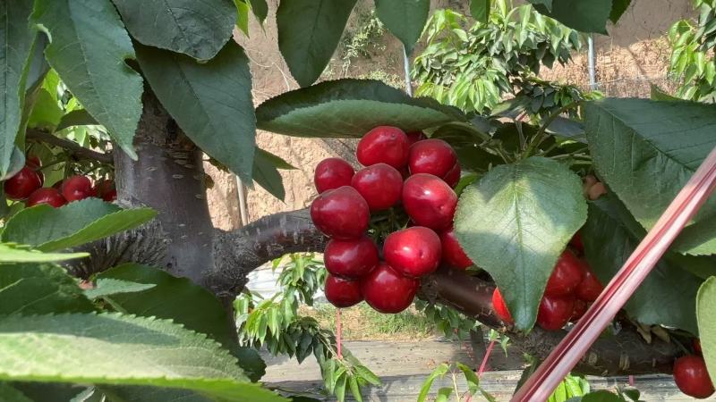 樱桃大荔樱桃精品美早早大果沙蜜托红灯大量供应