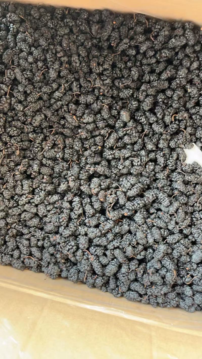 河北沧州水洗桑椹干，药用桑葚干，桑椹子，大量有现货，