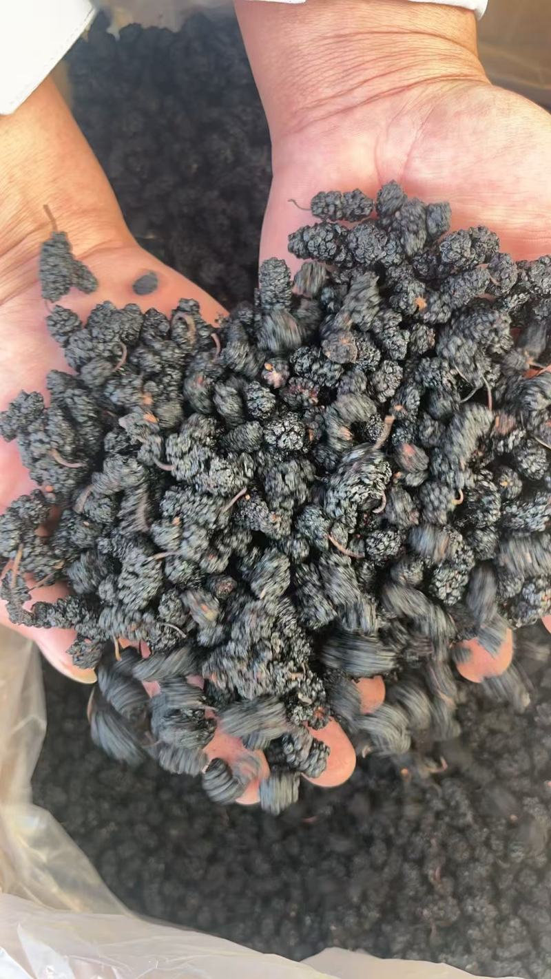 河北沧州水洗桑椹干，药用桑葚干，桑椹子，大量有现货，