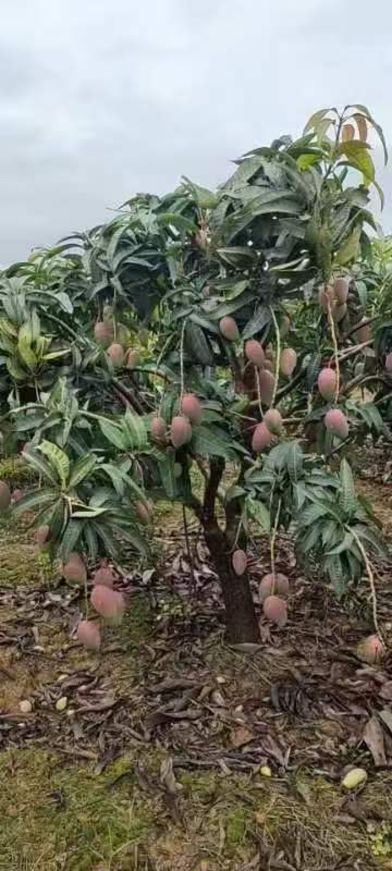 【实力】广西百色贵妃芒产地直销量大从优欢迎采购
