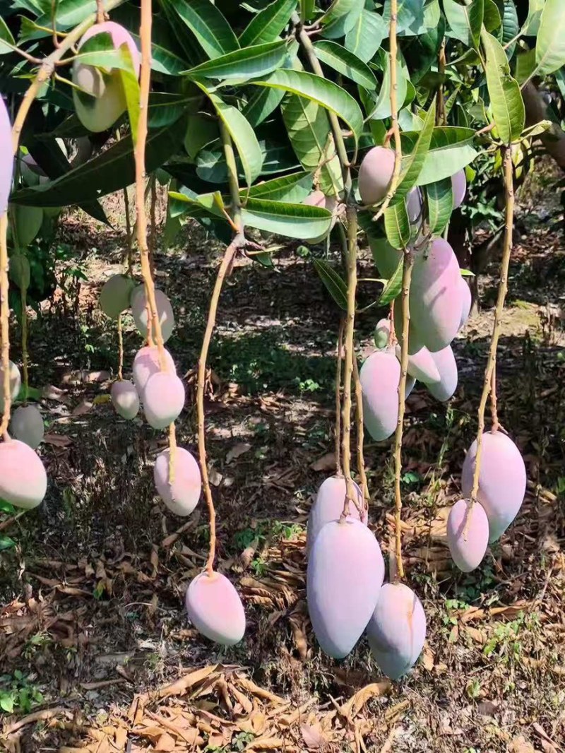【实力】广西百色贵妃芒产地直销量大从优欢迎采购