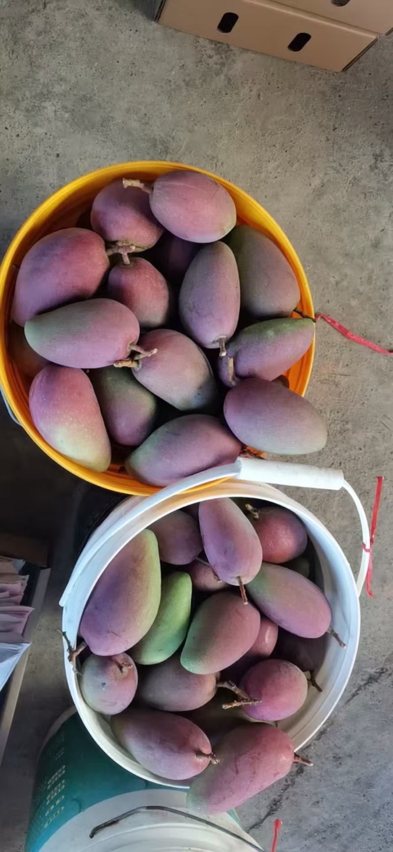 【实力】广西百色贵妃芒产地直销量大从优欢迎采购