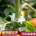 豆角西红柿黄瓜绿植绑枝蔬菜藤蔓捆绑固定夹扣绑枝