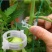豆角西红柿黄瓜绿植绑枝蔬菜藤蔓捆绑固定夹扣绑枝