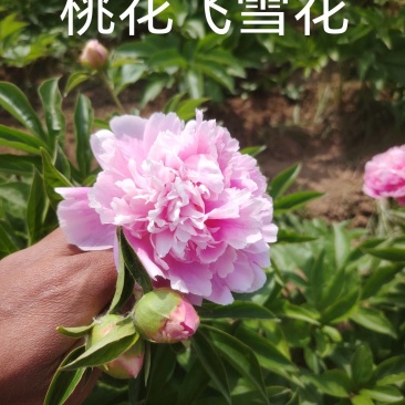 山东芍药鲜切花