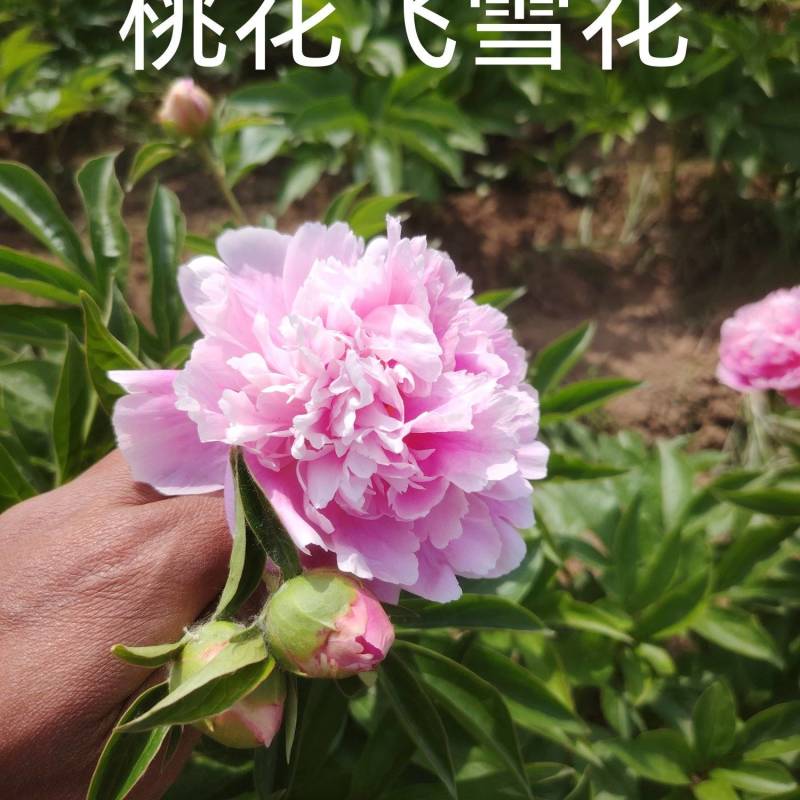 山东芍药鲜切花