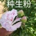 山东芍药鲜切花
