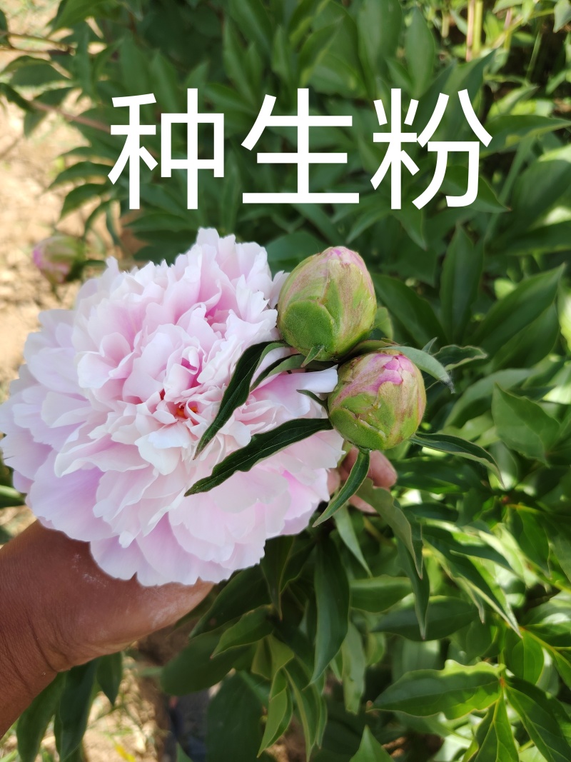 山东芍药鲜切花