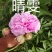 山东芍药鲜切花