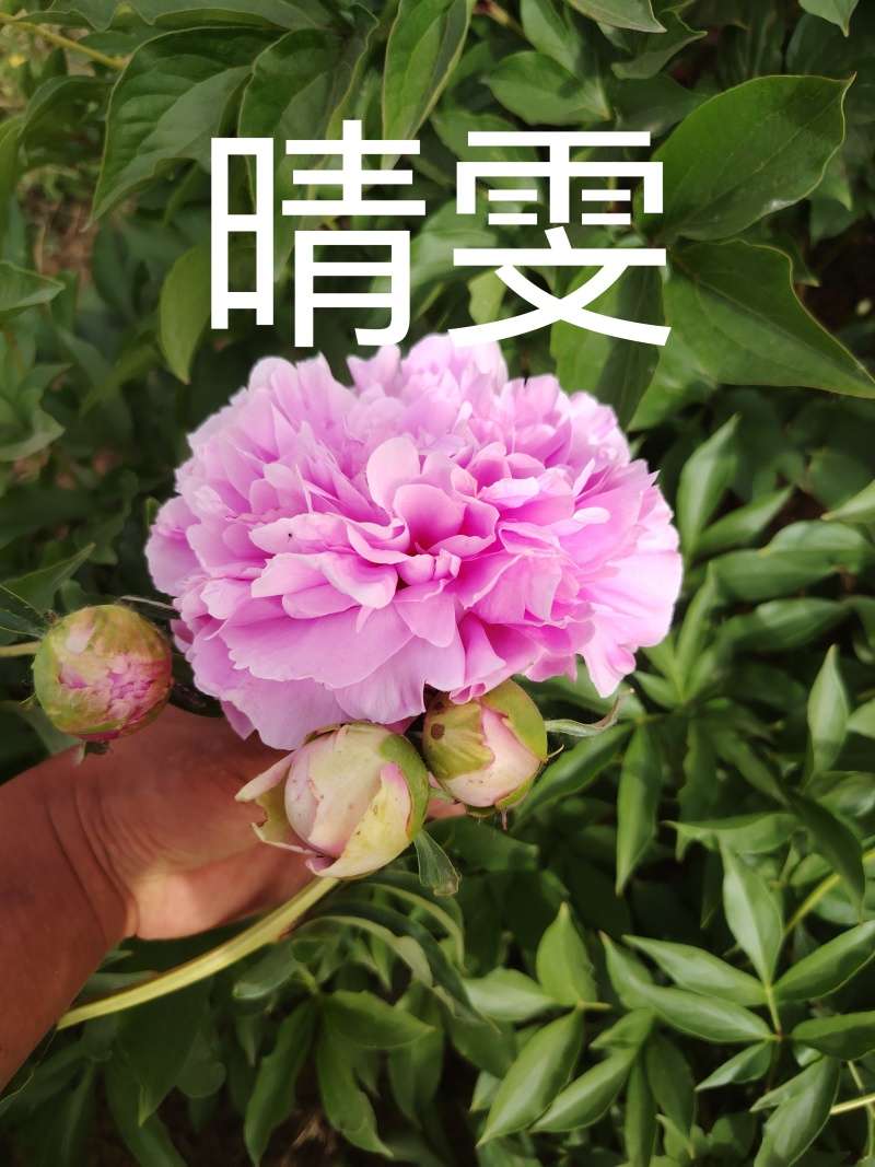 山东芍药鲜切花
