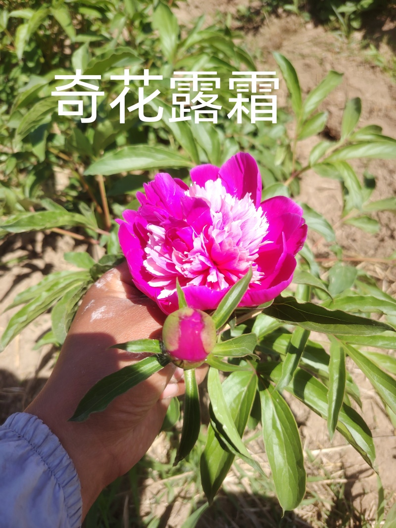 山东芍药鲜切花