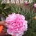 山东芍药鲜切花