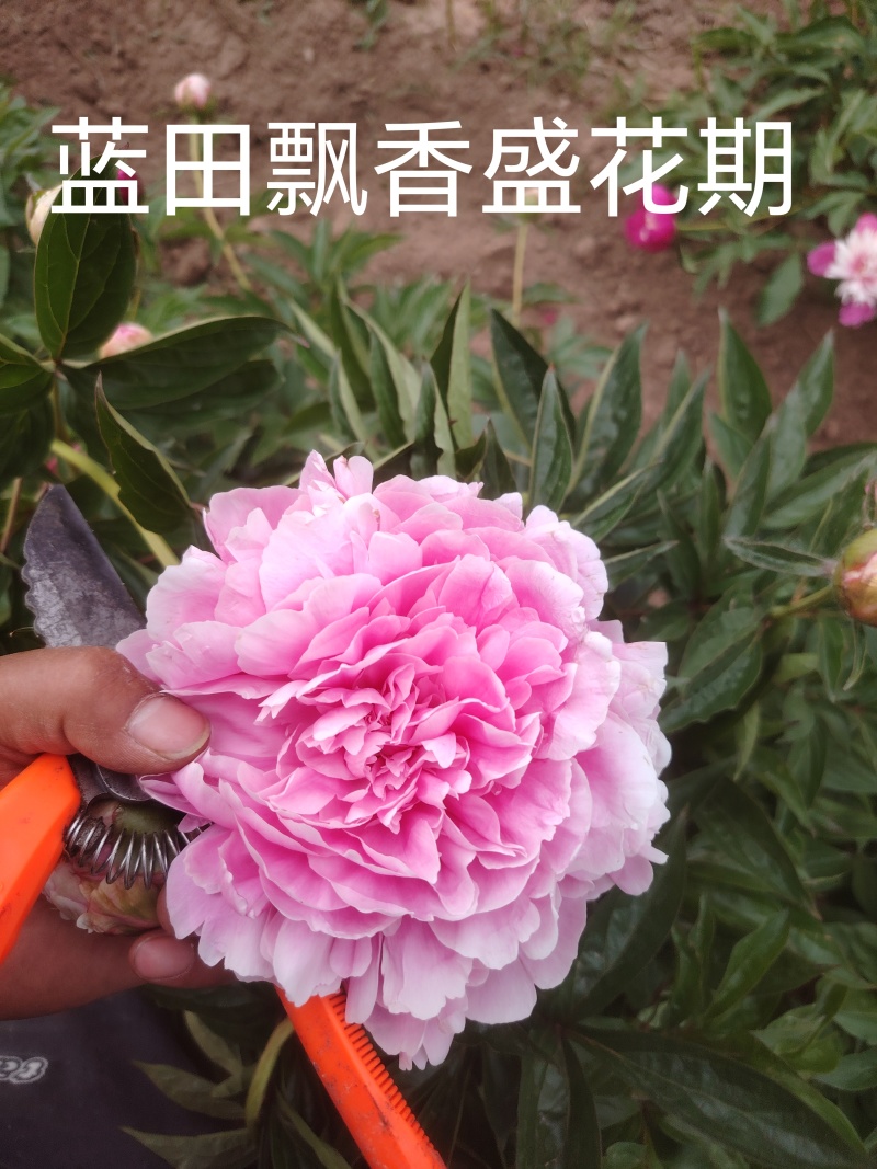 山东芍药鲜切花