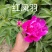 山东芍药鲜切花