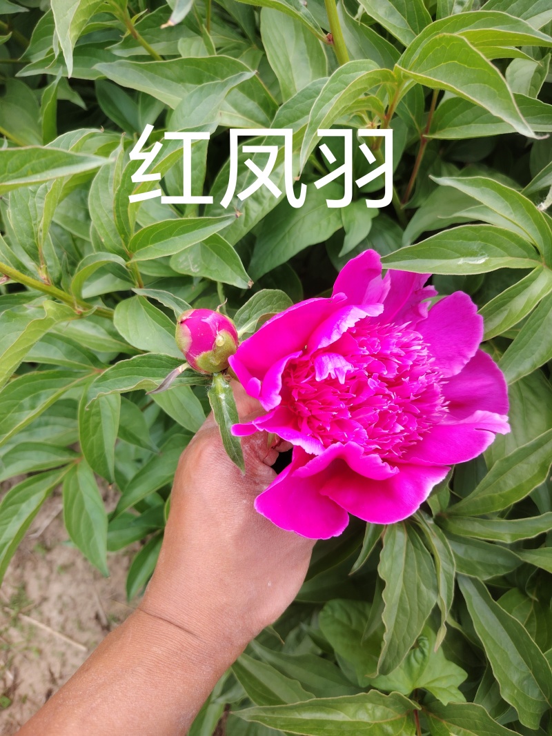 山东芍药鲜切花