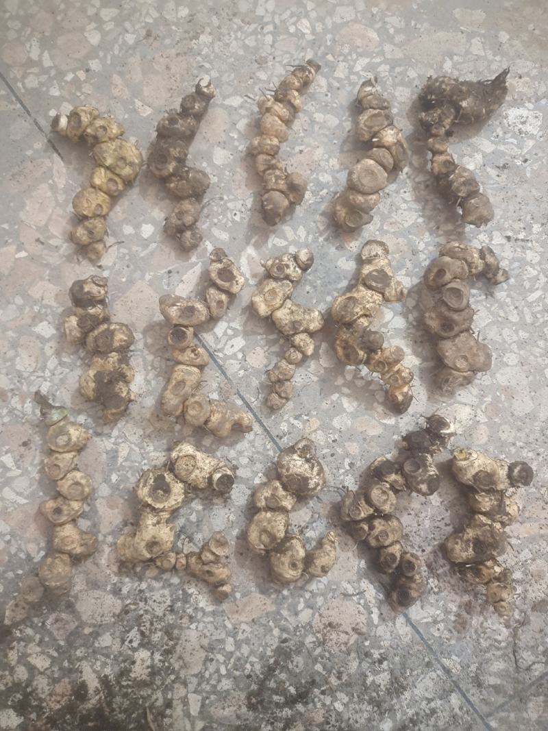 黄精鲜货，姜形多花药食同源九制黄精野生货带根须，
