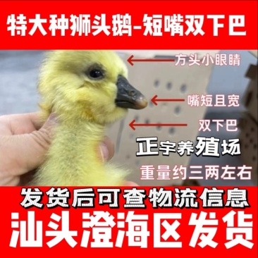 汕头狮头鹅苗批发纯种狮头鹅苗鹅苗原产地汕头发货