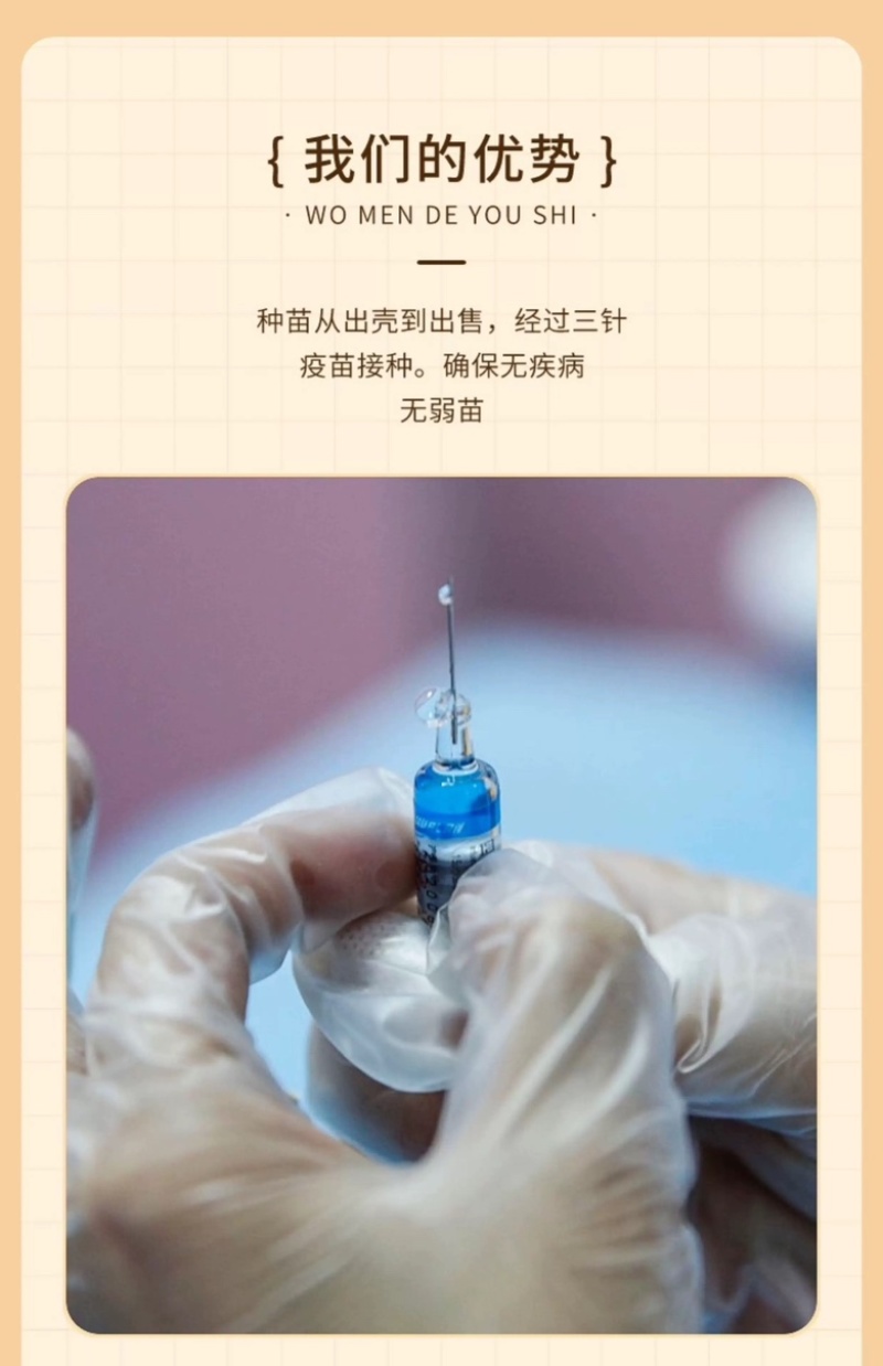 汕头狮头鹅苗批发纯种狮头鹅苗鹅苗原产地汕头发货