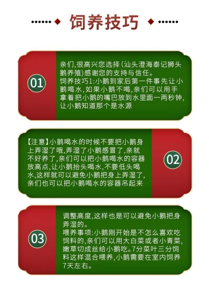 汕头狮头鹅苗批发纯种狮头鹅苗鹅苗原产地汕头发货