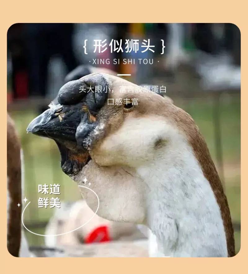 汕头狮头鹅苗批发纯种狮头鹅苗鹅苗原产地汕头发货