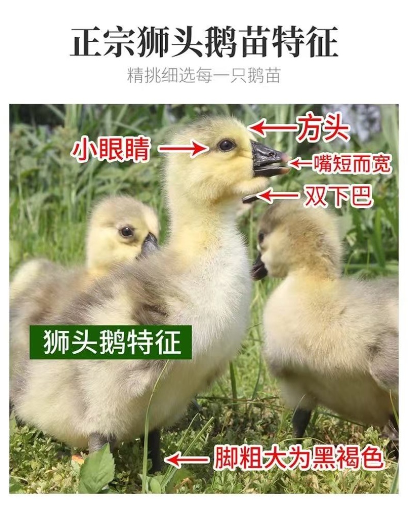 汕头狮头鹅苗批发纯种狮头鹅苗鹅苗原产地汕头发货