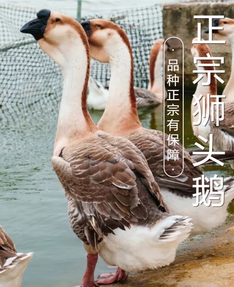 汕头狮头鹅苗批发纯种狮头鹅苗鹅苗原产地汕头发货