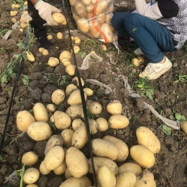 黄皮黄心的土豆大量供应，中暑，沃土各种品种