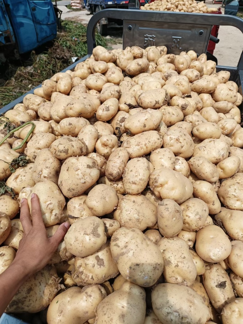 黄皮黄心的土豆大量供应，中暑，沃土各种品种