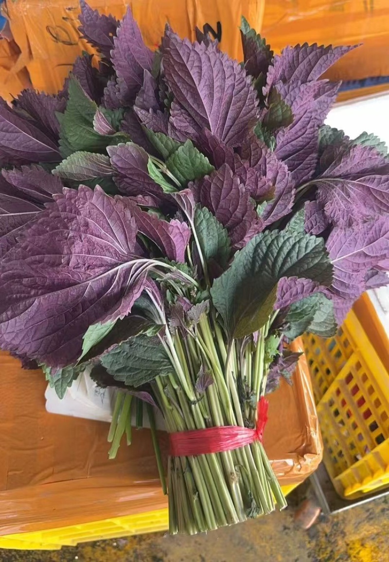新鲜味香的紫苏叶，量大从优，可物流，可整车发货