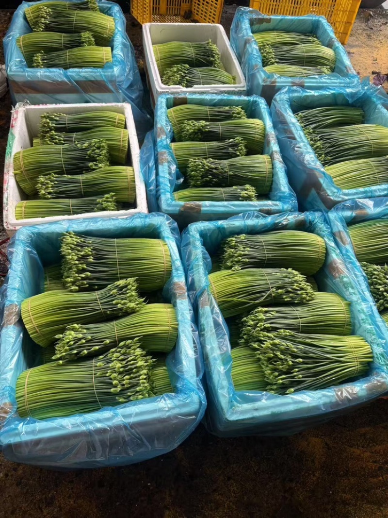 韭苔韭菜花基地直发，货源充足，全国均可接单发货