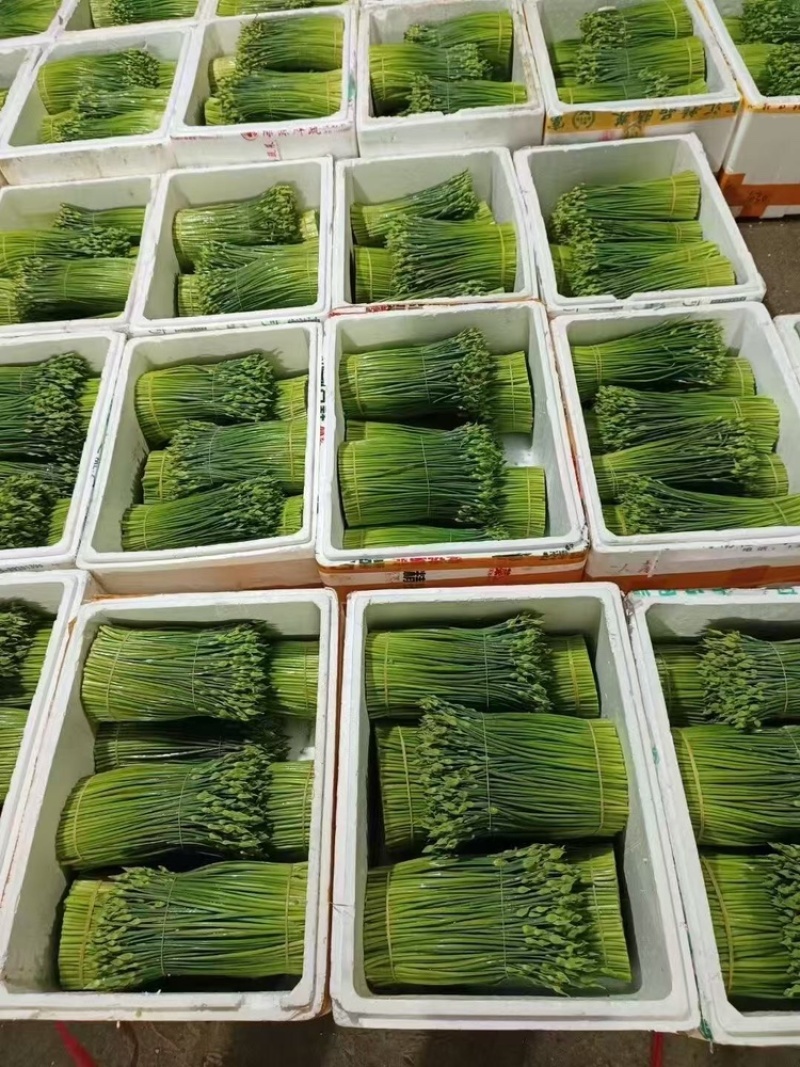 韭苔韭菜花基地直发，货源充足，全国均可接单发货