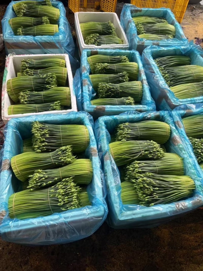 韭苔韭菜花基地直发，货源充足，全国均可接单发货