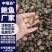 鲜活速冻鲍鱼60-80头鲍鱼工厂供应海鲜水产冻品批发