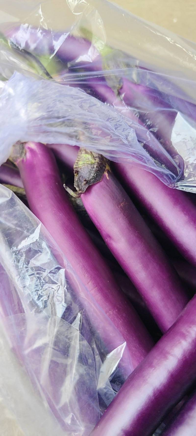 山东红线茄大量现货供应，规格齐全可视频看货代发全国