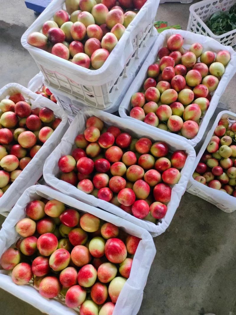湖北曙光油桃湖北油桃襄阳油桃价格实惠口感好耐运输