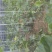 甜口黄瓜