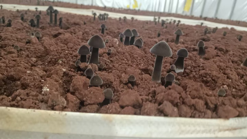 黑皮鸡枞菌自产自销精品山珍全国供应支持视频看货欢迎选购