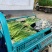 蒜苔蒜薹红帽蒜薹承接商超电商加工配货货源稳定长期合作