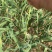 蒜苔蒜薹红帽蒜薹承接商超电商加工配货货源稳定长期合作