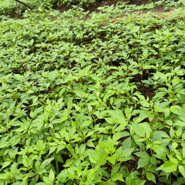 川黄柏，厚皮黄柏芽苗大量上市