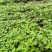 川黄柏，厚皮黄柏芽苗大量上市